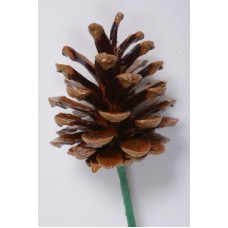 AUSTRIAN PINE CONE 2-3" (PICKED) POLISHED